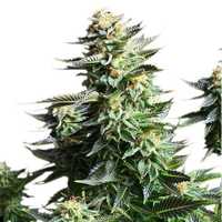 Amnestia Haze Auto Nasiona marihuany 10szt