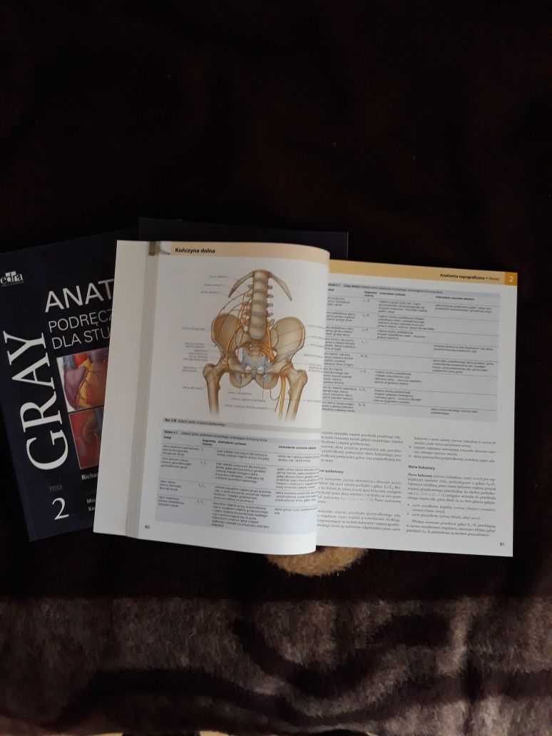 Anatomia Graya podręcznik
