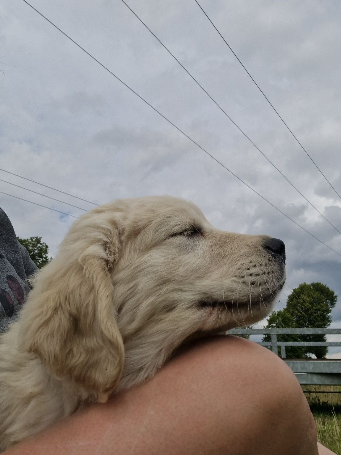Samiec szczeniak golden retriever