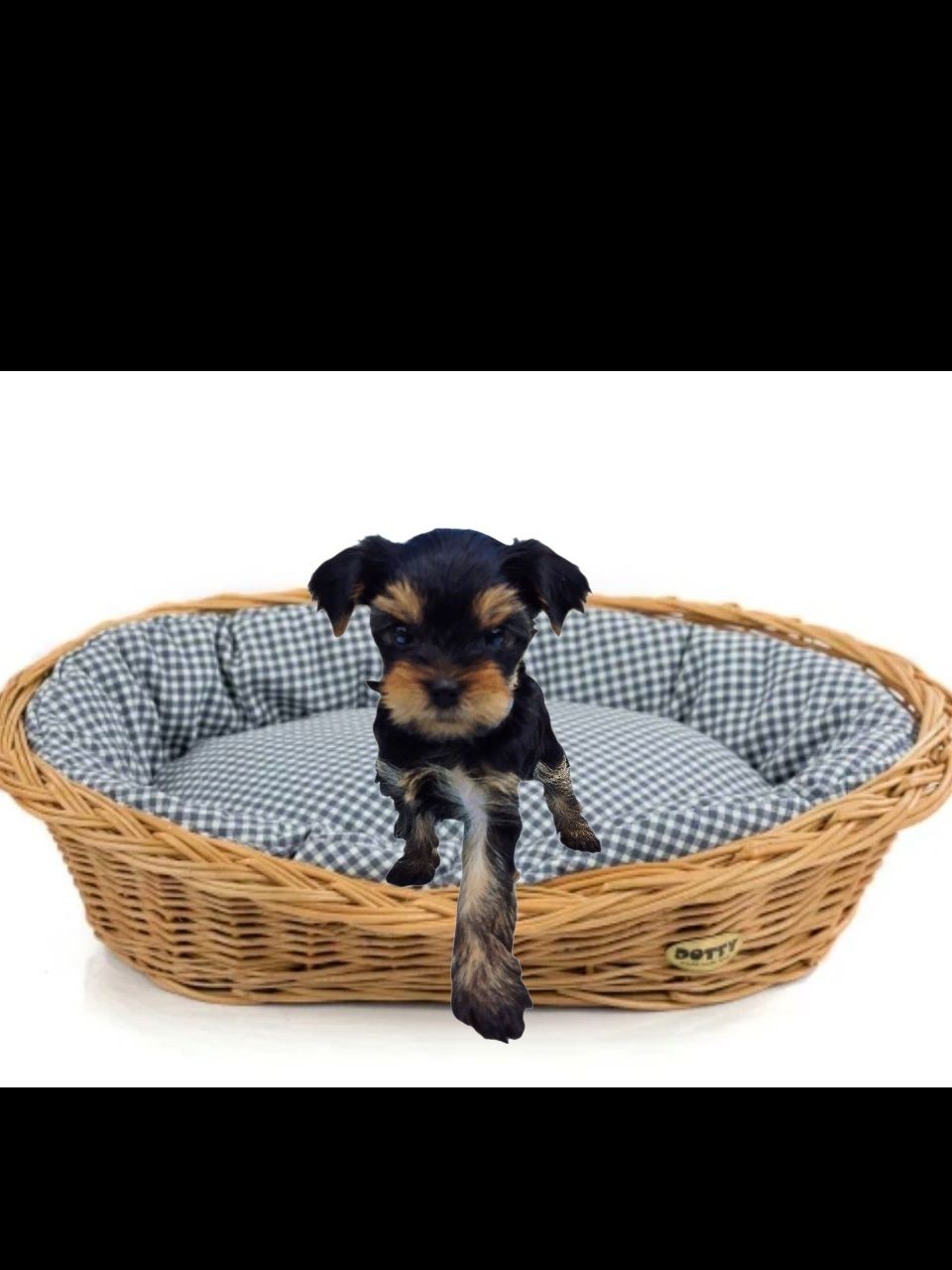 Yorkshire Terrier York ZKwP FCI rasowy po championach