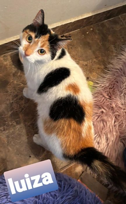 Trikolorka,wysterylizowana szuka kochającego domku.