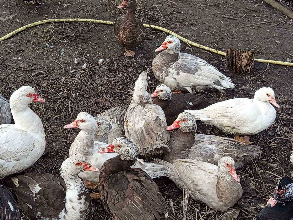 Мускусні качки на плем'я