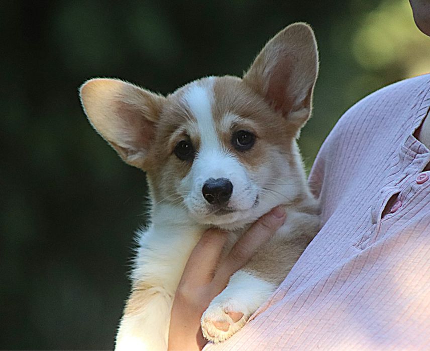 Welsh Corgi Pembroke FCI