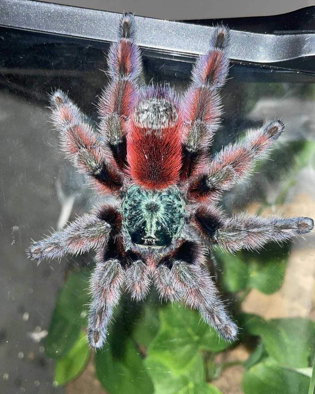 Avicularia versicolor рідкісна самиця павука птахоїда л11