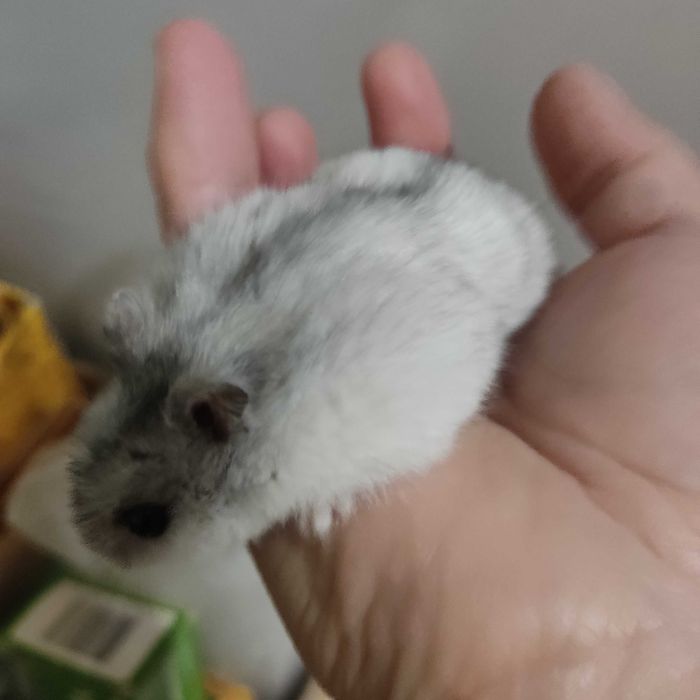 Джунгарик.Хом'ячок джунгарик.Самець хом'ячка.Красунчик джунгарик.