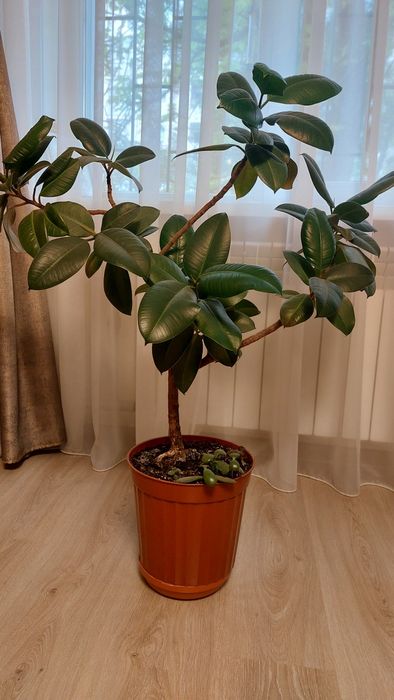 Продам вазон     Фикус