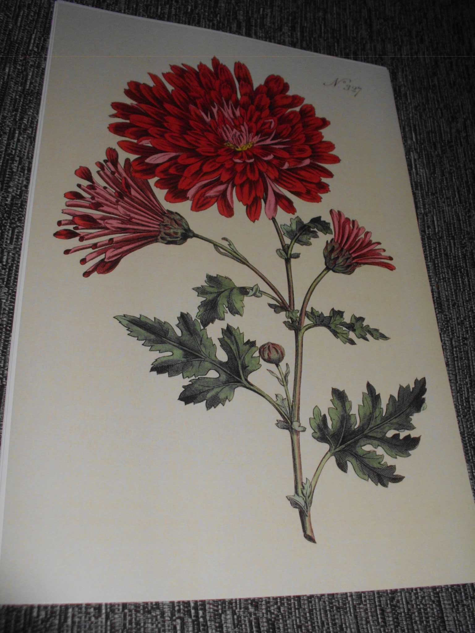 Zielnik - Kwiaty  stara XIX w. grafika - reprint