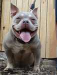 Suczka lilac tri american bully