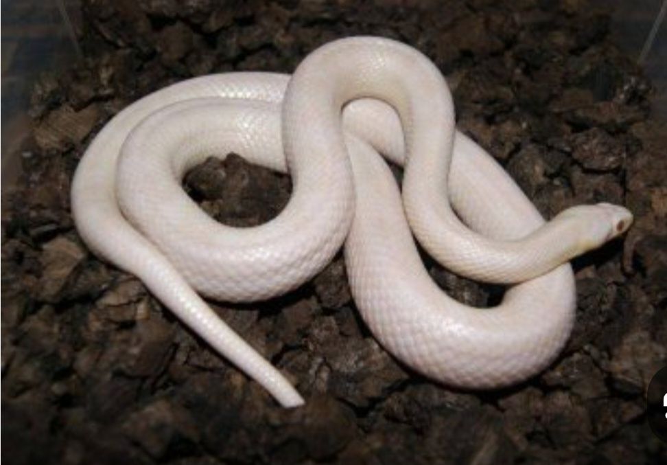 Wąż zbożowy. Albinos.