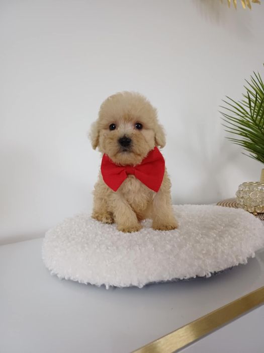 Piesek maltipoo F1 mini