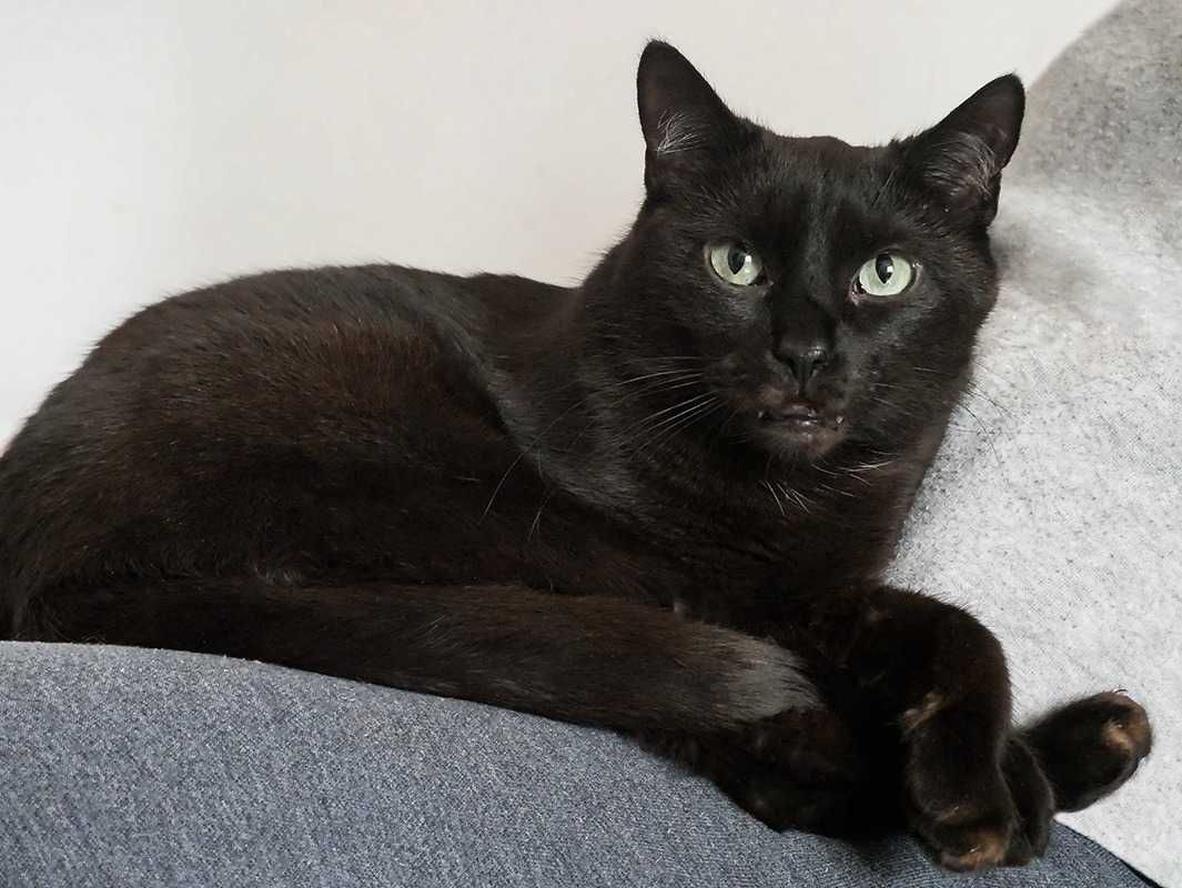 Wiktor uroczy czarny koteł!