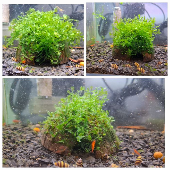 4 Cascas / Casca de coco com musgo pellia