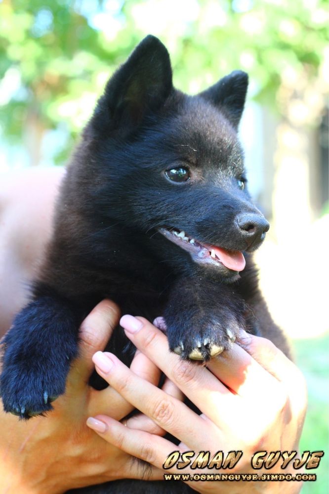 Щенки схипперке шипперке schipperke питомник