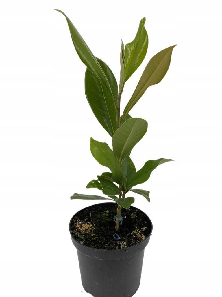 Magnolia grandiflora EDITH BOGUE kremowa UNIKAT 5 l