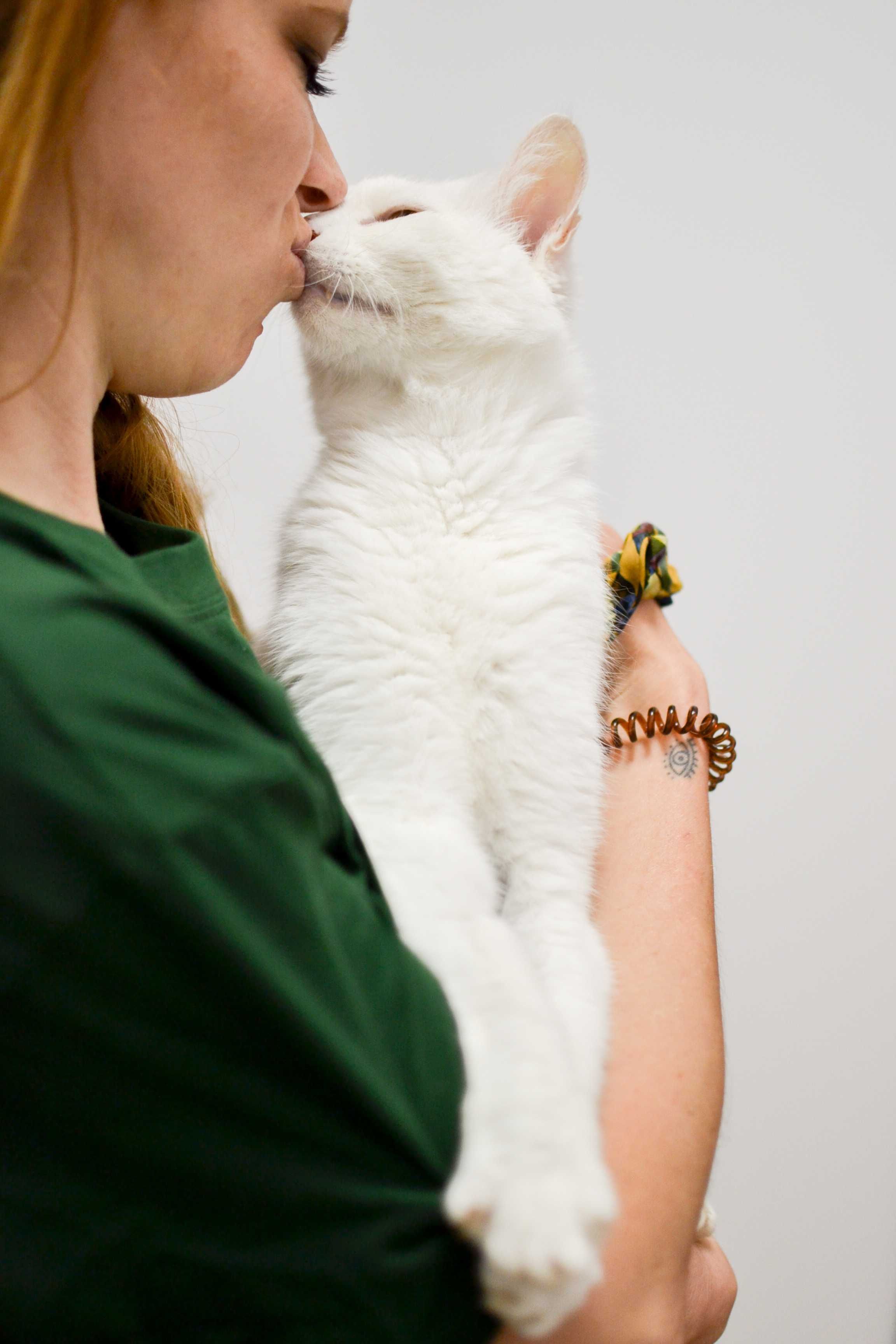 Oskar - śnieżnobiały koci dżentelmen do adopcji!