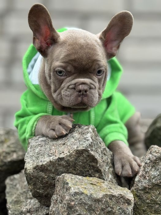 Французкий бульдог