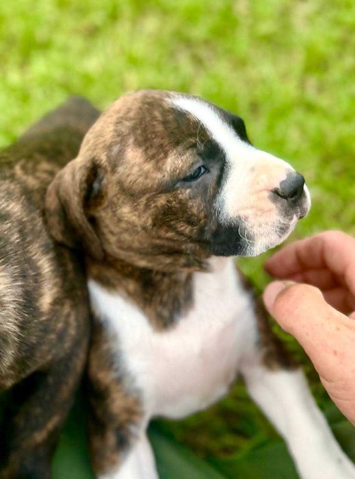 American Pit Bull  APBT , jedyne takie w Europie