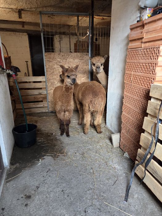 Alpaki Samice I Samczyk