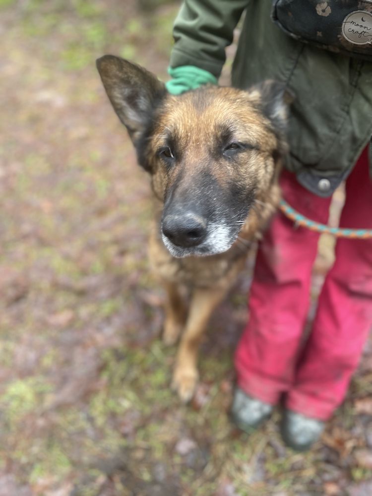Liszka w typie owczarka niemieckiego poleca się do adopcji