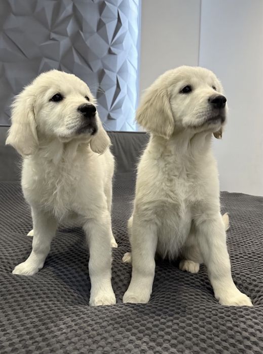 Щенки золотистый ретривер КСУ