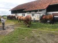 Klacze zimnokrwiste