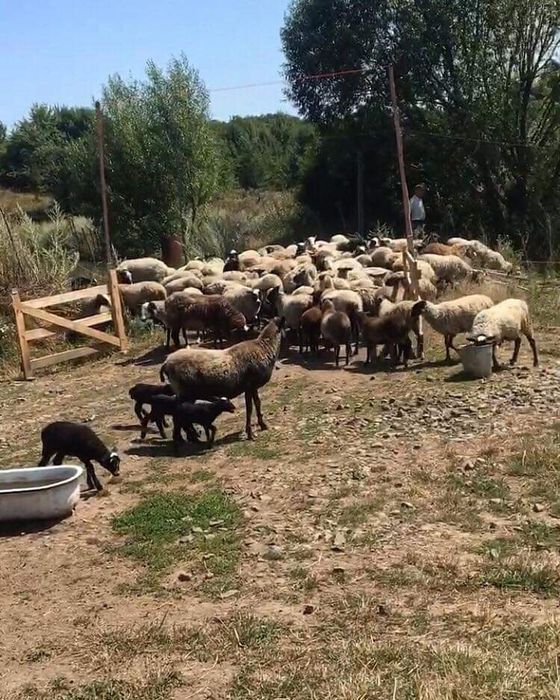 Барани романівської породи