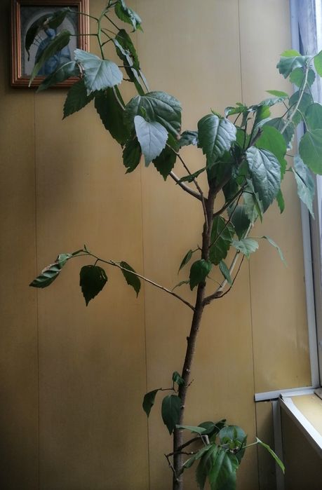 Грошове дерево, китайська роза,  гібіскус, денежное дерево, та інші