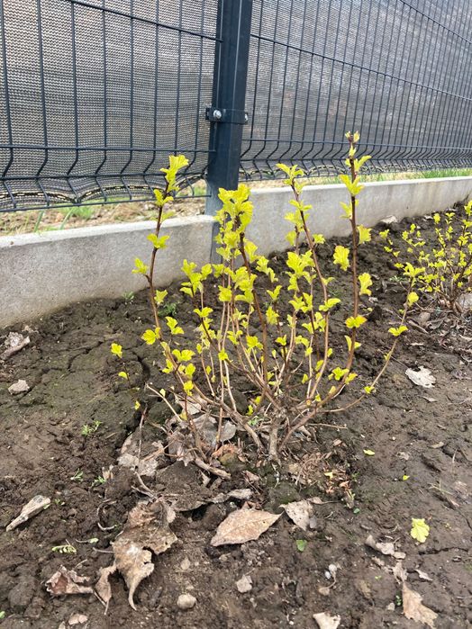 Pęcherznica luteus limonkowa młode sadzonki