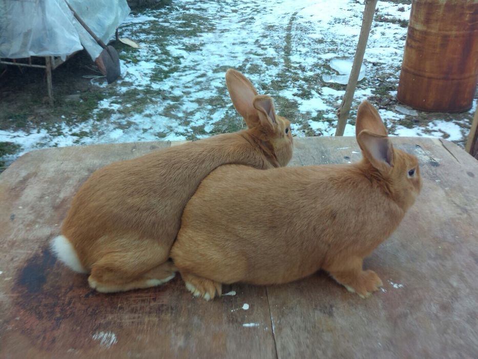 Продам породистых кроликов Бургунцев и Калифорнийцев