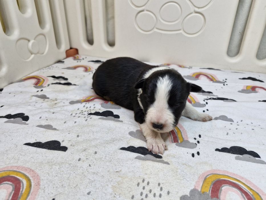 Border Collie piesek czarno biały