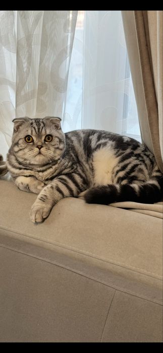 Вязка котів, кіт вʼязка весловухий шотландець веслоухий кіи