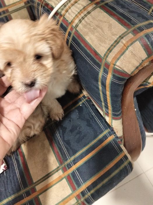 Cãozinho e cadelinhas