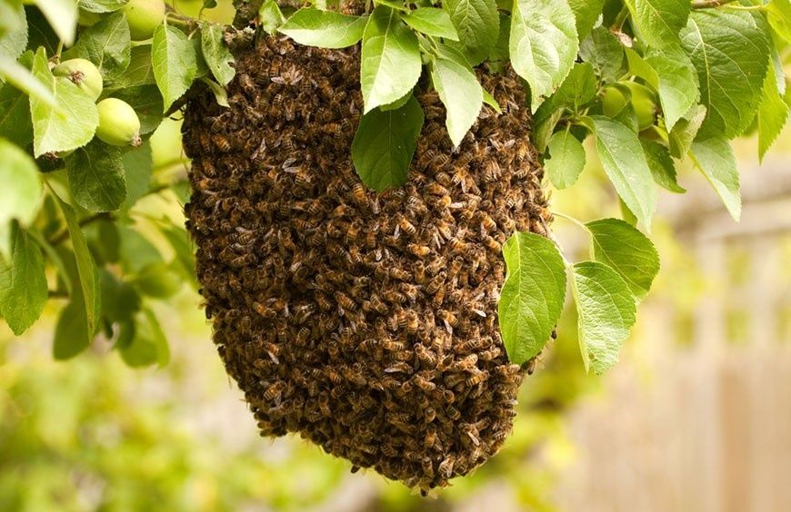 Usunę roje pszczele / zabiorę rójki pszczół / usuwanie gniazd pszczół