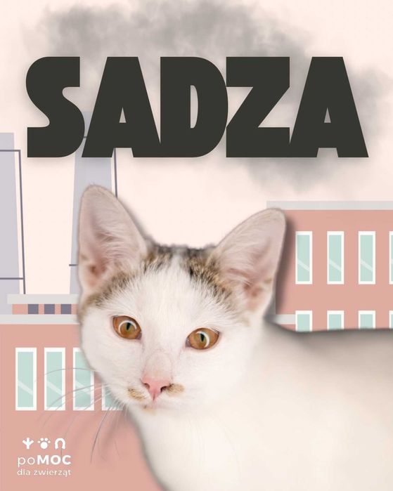 Młodziutka kotka o wielkim sercu szuka stałego domu