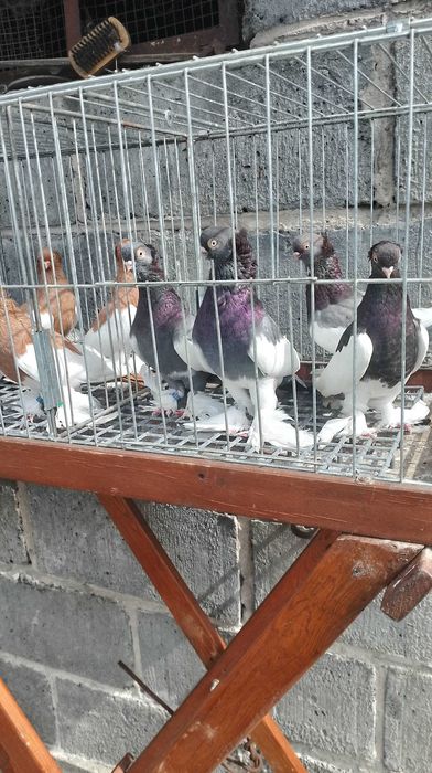 Sroczka Polska niebieska