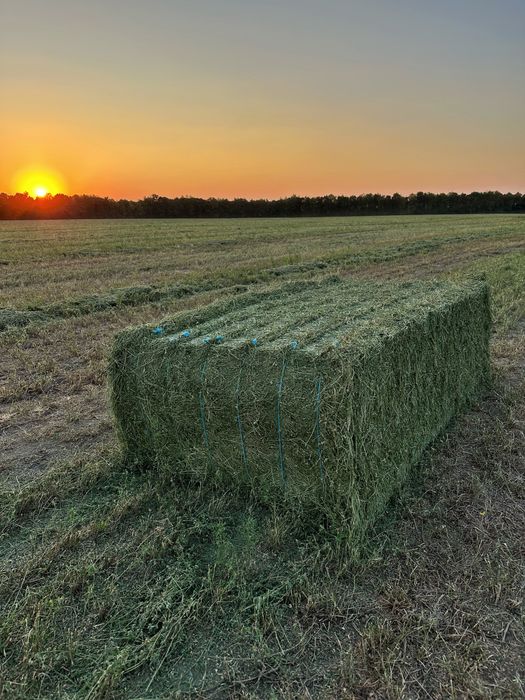 Сіно люцерни у великих квадратах. Врожай 2025