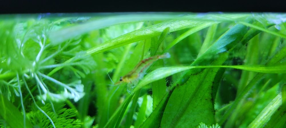 Neocaridina Wild lote de 20