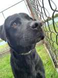 Emil pies w typie labradora do adopcji