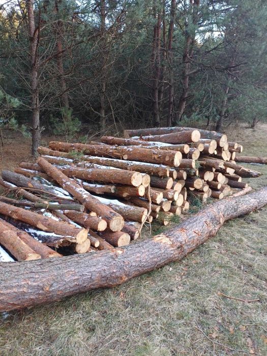 Sprzedam drzewo sosnowe bale około 10 m