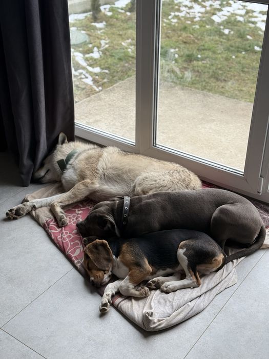 Перетримка та дресура  собак