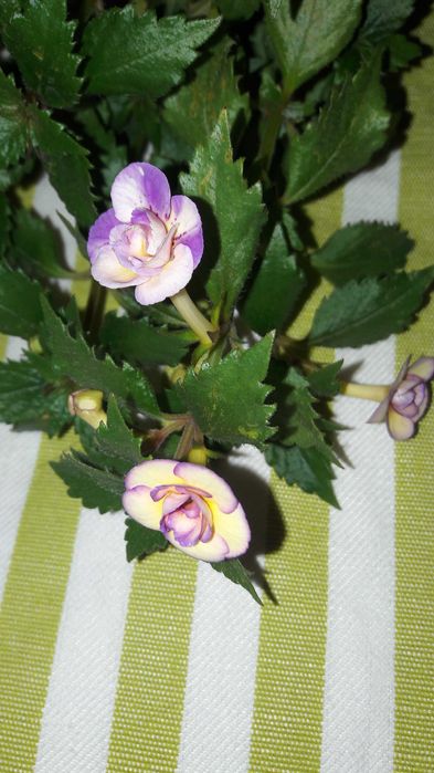 Цветок комнатный ахименес с яркими лиловыми пятнами сортовой махровый