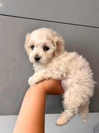 Продам мальтипу Maltipoo Toy poodle