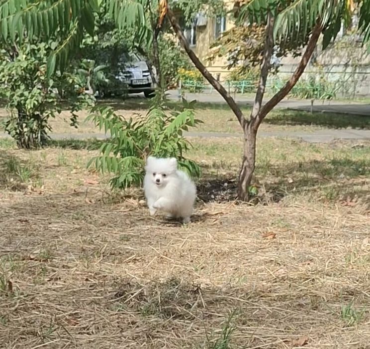 Белая пушинка! Померашка на ладошку! Лучший подарок Любимой! Киев.