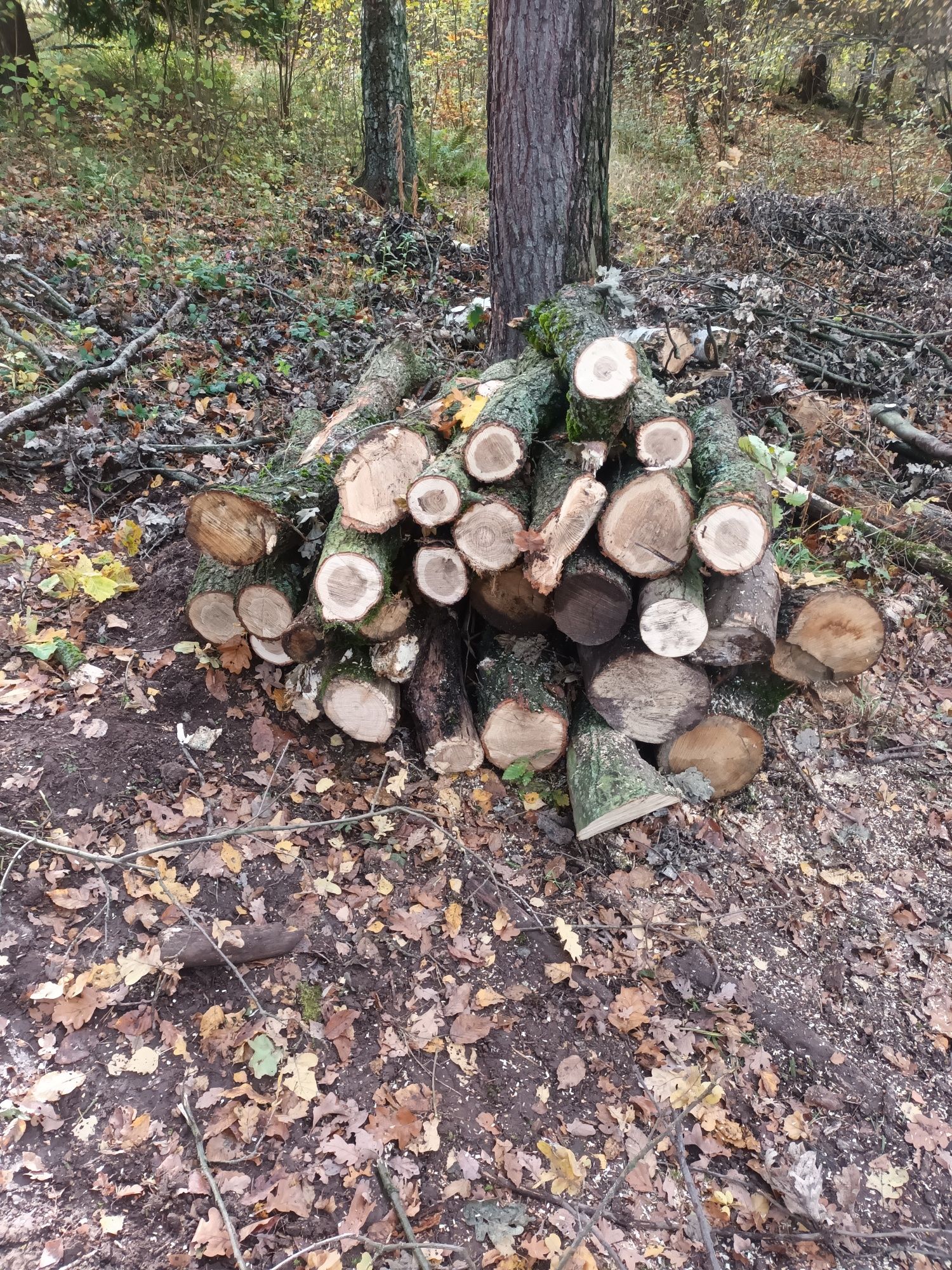 Sprzedam drewno opałowe