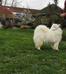 Suka rasy samojed FCI
