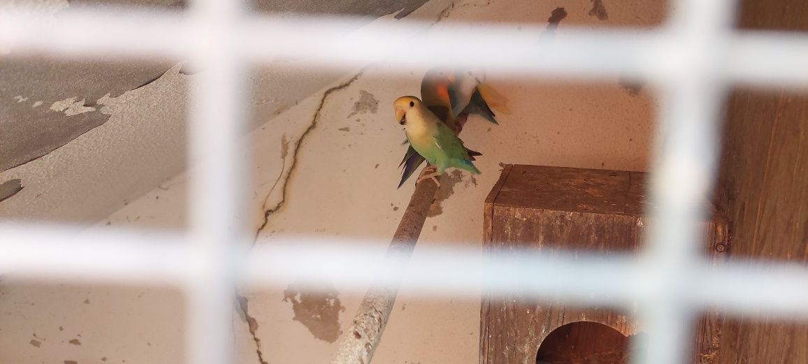 Roseicollis e personatas