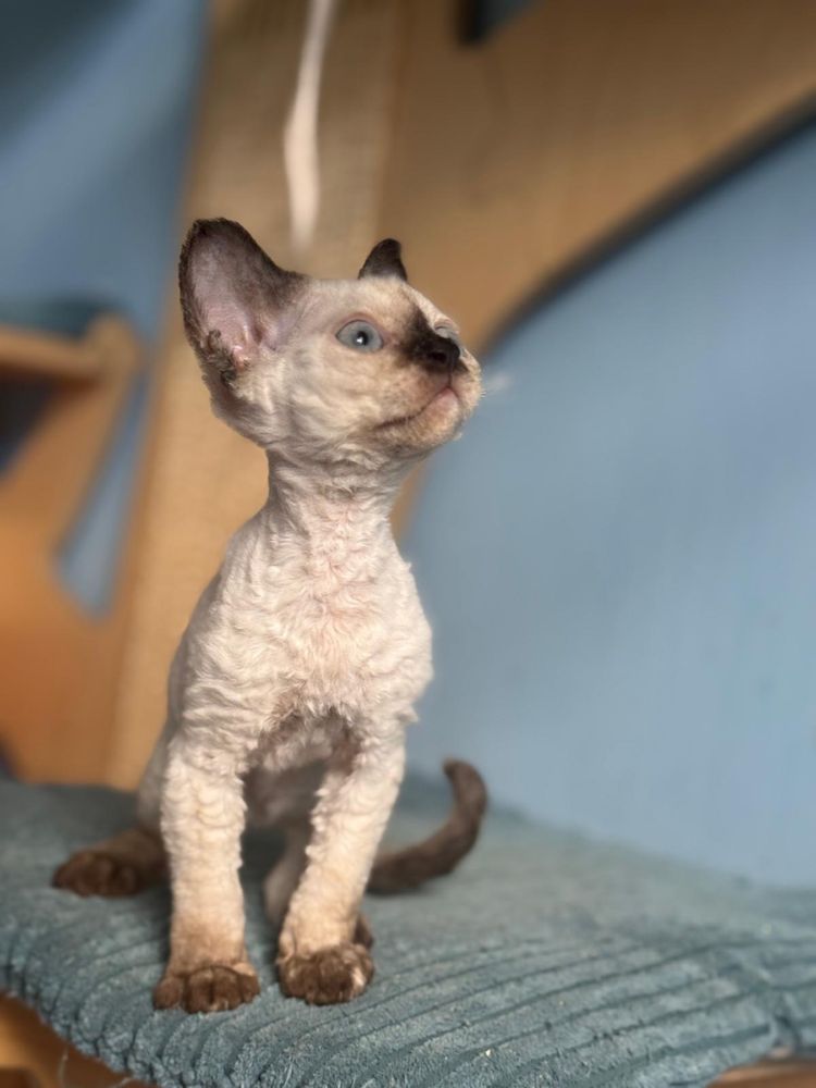 Kotka Devon Rex FPL