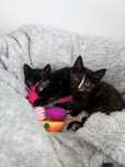 Gatinhas bebés para adoção