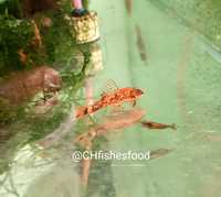Ancistrus red&brown 4cm