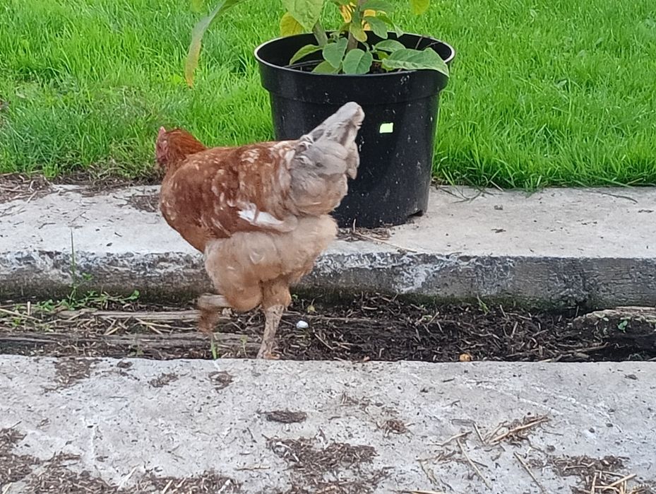 Kogut młody. Nie Lili